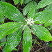Pollia japonica miranda - Photo (c) Liu JimFood, osa oikeuksista pidätetään (CC BY-NC), lähettänyt Liu JimFood