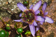 Passiflora bicornis