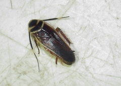 Pseudomops