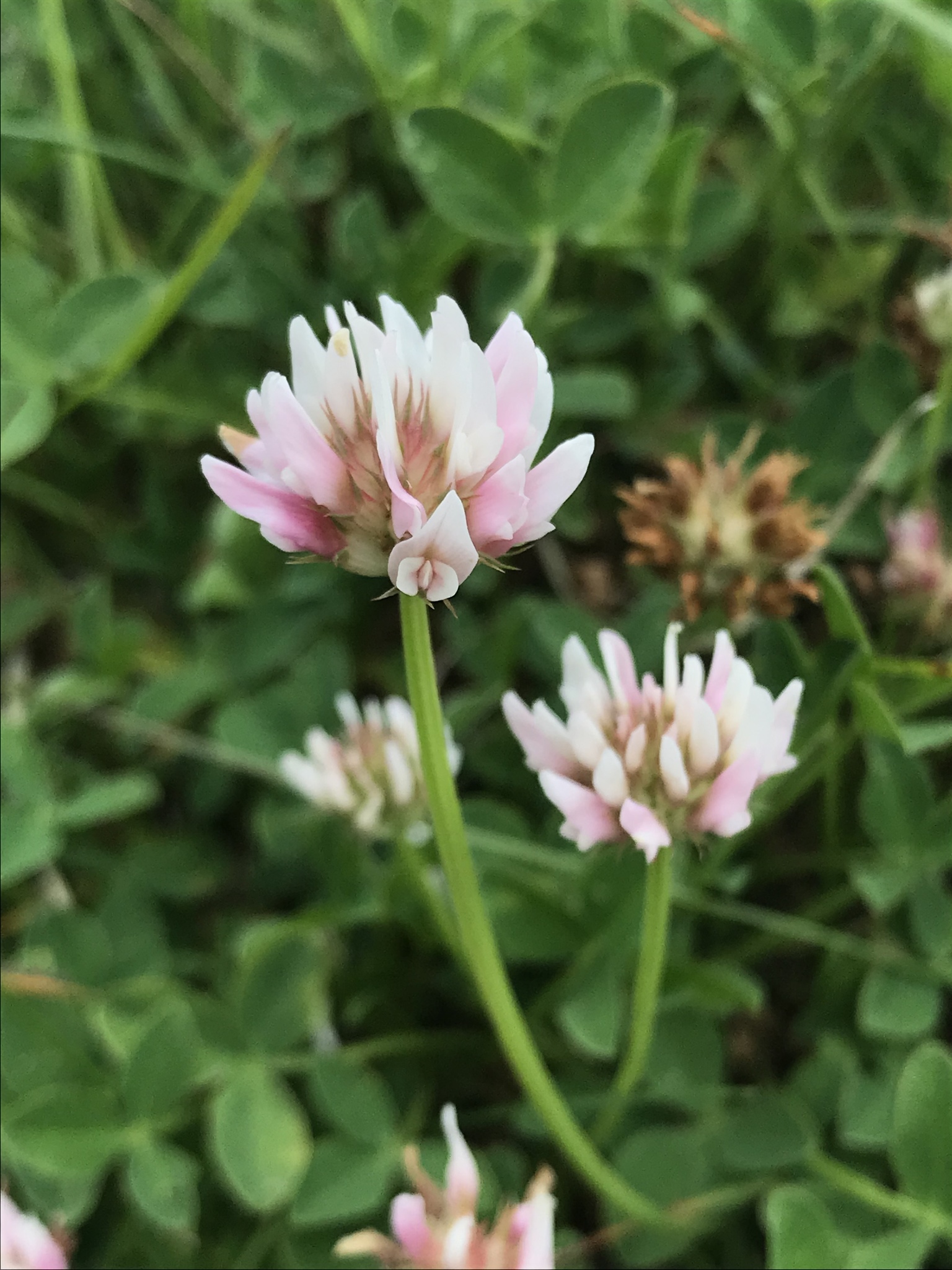 Trifolium thalii