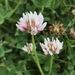Trifolium thalii - Photo (c) René Stalder,  זכויות יוצרים חלקיות (CC BY-NC), הועלה על ידי René Stalder