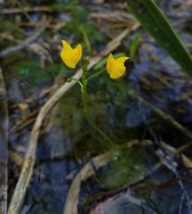 Utricularia foliosa image