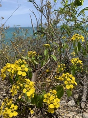 Stigmaphyllon emarginatum