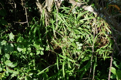 Brachypodium pinnatum