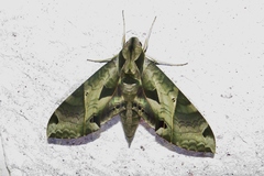 Eumorpha satellitia licaon