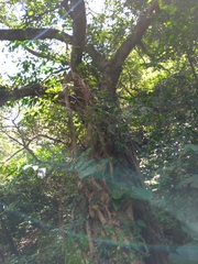 Ficus microcarpa microcarpa