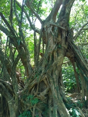 Ficus microcarpa microcarpa