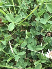 Trifolium thalii