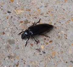 Archodontes melanopus