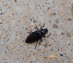 Archodontes melanopus