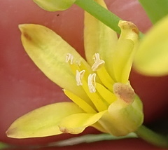 Eriospermum mackenii