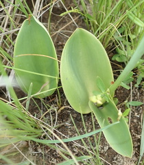 Eriospermum mackenii