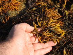 Pelvetia canaliculata