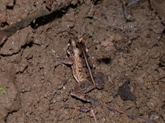 Incilius melanochlorus