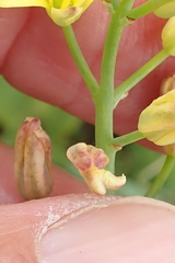 Eriospermum mackenii