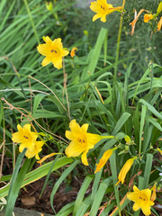 Hemerocallis