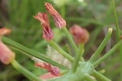 Eriospermum mackenii