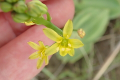 Eriospermum mackenii