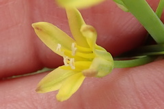 Eriospermum mackenii