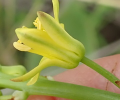 Eriospermum mackenii