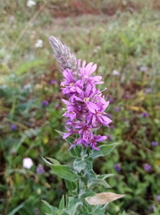 Lythrum salicaria