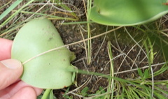 Eriospermum mackenii