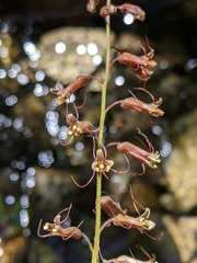 Tolmiea diplomenziesii