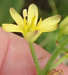 Eriospermum mackenii