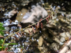 Tolmiea diplomenziesii