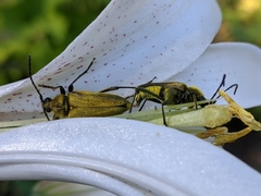 Lepturobosca