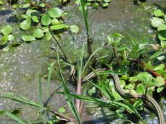 Thamnophis pulchrilatus