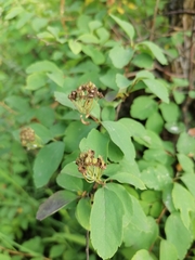 Spiraea media
