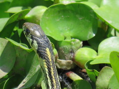 Thamnophis pulchrilatus