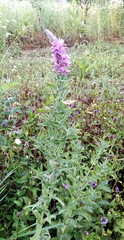 Lythrum salicaria