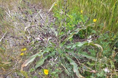 Chlorogalum pomeridianum divaricatum
