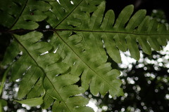 Pteris amoena
