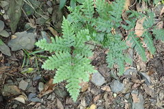 Pteris amoena