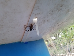 Neoclytus mucronatus