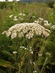 Daucus carota