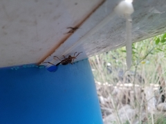 Neoclytus mucronatus