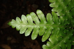 Pteris amoena