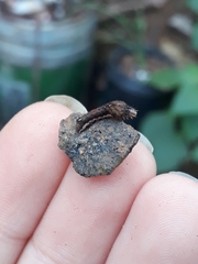 Micrathetis canifimbria
