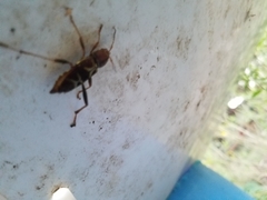 Neoclytus mucronatus