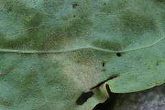 Peronospora alta