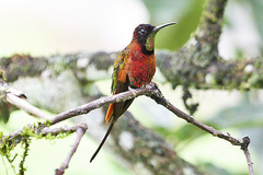 Crimson Topaz photo 1