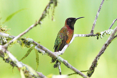 Crimson Topaz photo 3