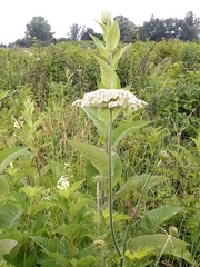 Daucus carota