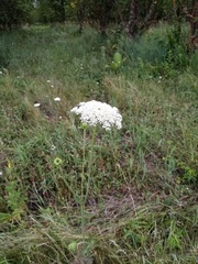 Daucus carota