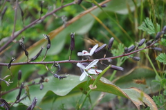 Chlorogalum pomeridianum divaricatum