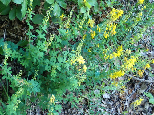 Cytisus nigricans (Cytisus nigricans)